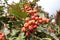 Close shot of berries of Sorbus aria