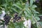 Close shot of black berries of Ligustrum vulgare