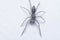 Close shot of black Maevia jumping spider