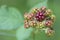 Close shot of blackberry fruit. Blurred background and leafs