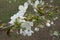 Close shot of blossoming branch of sweet cherry in April