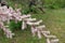 Close shot of branch of blossoming Tamarix ramosissima