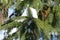 Close shot of branch of Picea abies covered with snow