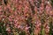 Close shot of bright red foliage of Berberis thunbergii atropurpurea in June