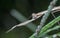 Close shot of the brown stick mantis