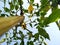 In Close shot chilli plants in the garden