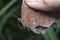 Close shot of the common palmfly butterfly.