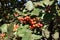 Close shot of corymb of orange berries of Sorbus aria