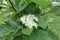 Close shot of corymb of white flowers of Sorbus aria in May