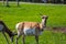 Close shot of a couple antelopes