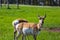 Close shot of a couple antelopes