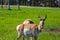 Close shot of a couple antelopes