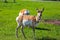 Close shot of a couple antelopes