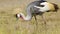 Close shot detailing feathers and plumage of Grey Crowned Crane feeding in tall grasslands African W