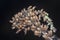 close shot of the dried Lamiaceae stalk shrub flower