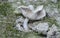 Close shot of the edible termitomyces mushroom sprouting out of the ground.