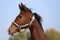 Close shot of a few month old chestnut young horse on blurred gr