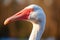 close shot of a flamingos curved beak