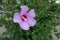 Close shot of flower of Hibiscus syriacus