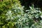 Close shot of flowers of variegated spurge in August