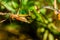 Close shot of grasshopper resting on branch with defocused background and copy space