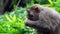 Close shot of a gray monkey eating fruit