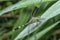 Close shot of the green marsh hawk dragonfly