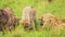 Close shot of group of hyenas watching out while feeding on remains of a kill, scavenging African Wi