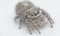 close shot of the hairy Salticidae spider.