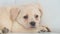 Close shot of head of labrador puppy rests on a floor