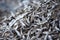 Close shot of heap of dry Mackerel minnows