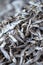 Close shot of heap of dry Mackerel minnows