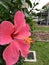 In close shot hibiscus in my garden