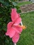 In close shot hibiscus in my garden
