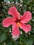 In close shot hibiscus in my garden