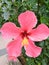 In close shot hibiscus in my garden