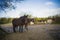 Close shot of horses on a muddy ground near trees with a blurred background