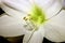 close shot of the interior of white amaryllis, almost transparent, with beautiful stamens