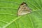 close shot of Junonia almana butterfly