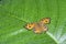 close shot of Junonia almana butterfly