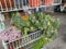 Close shot of kalanchoe laxiflora baker succulent plant