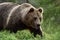 Close shot of large male brown bear