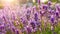 Close shot of lavender flowers in warm sunshine. Purple flowers in garden