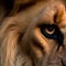 A close shot of a lion\\\'s head showing one eye generated by ai