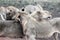 Close shot of lions licking each other with a blurred background