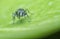 Close shot of the Liris subtesselatus wasp