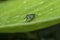 Close shot of the Liris subtesselatus wasp