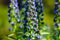 Close shot of a long cone shaped deep purple and green flower with honey bees