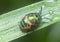 Close shot of the lychee shield bug