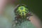 Close shot of the lychee shield bug